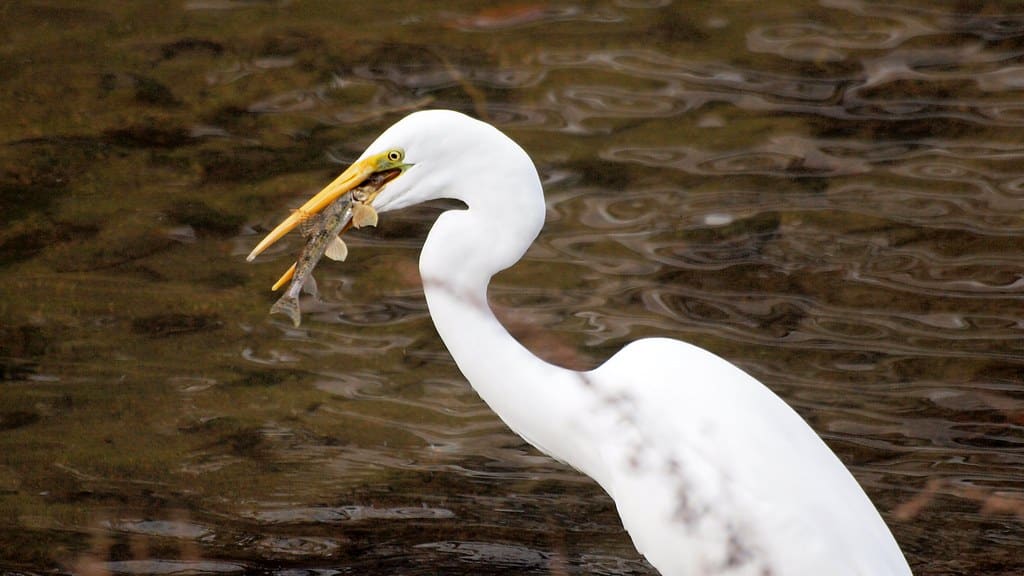 Great Egret