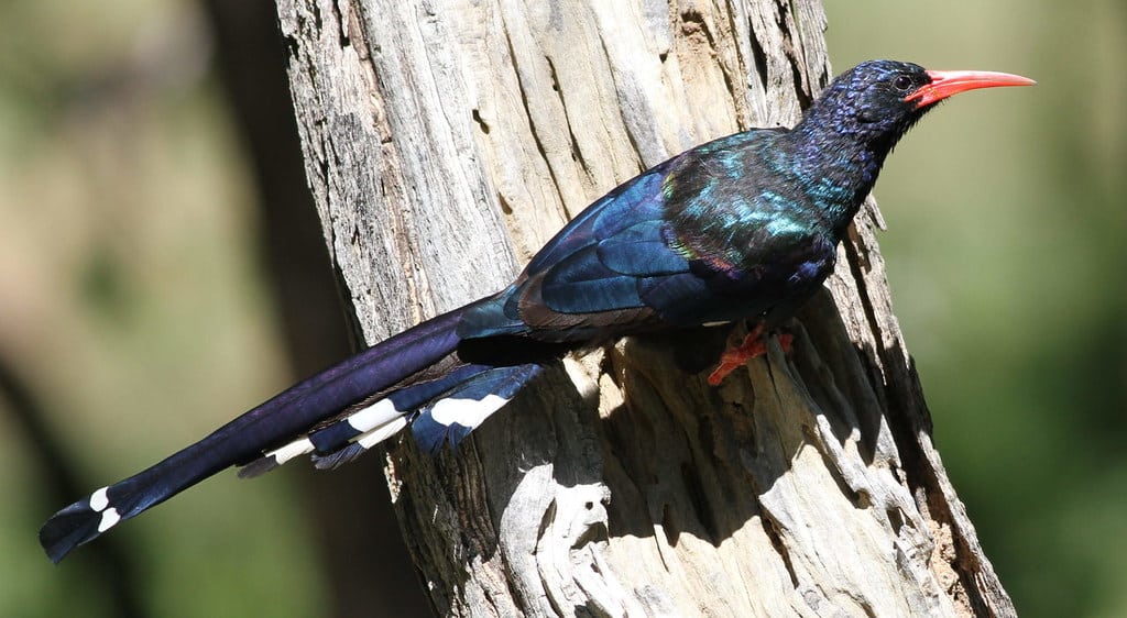 Green Wood Hoopoe 