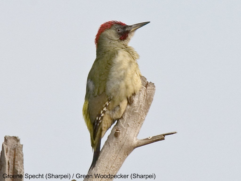 Green Woodpeckers