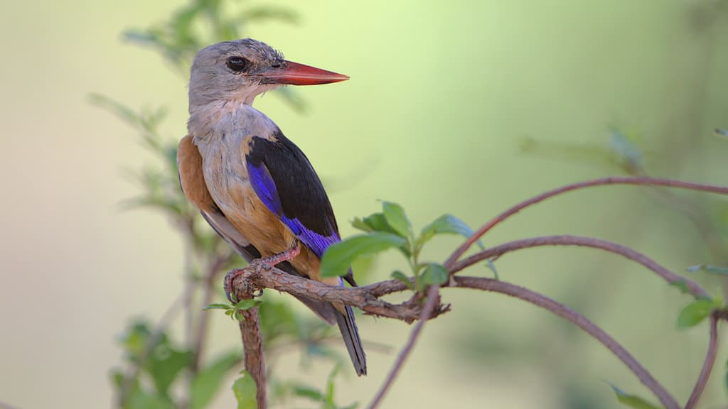 Grey-headed Kingfisher