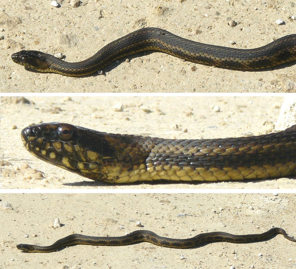 Gulf Salt Marsh Snake