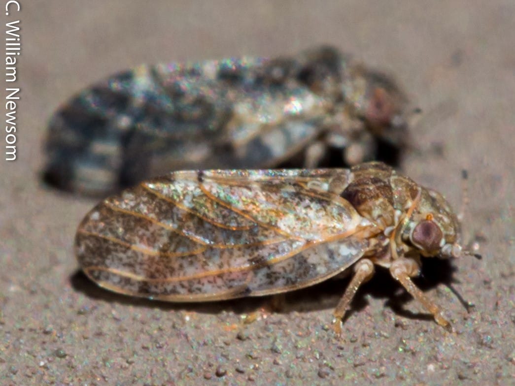 Hackberry Nipplegall Maker