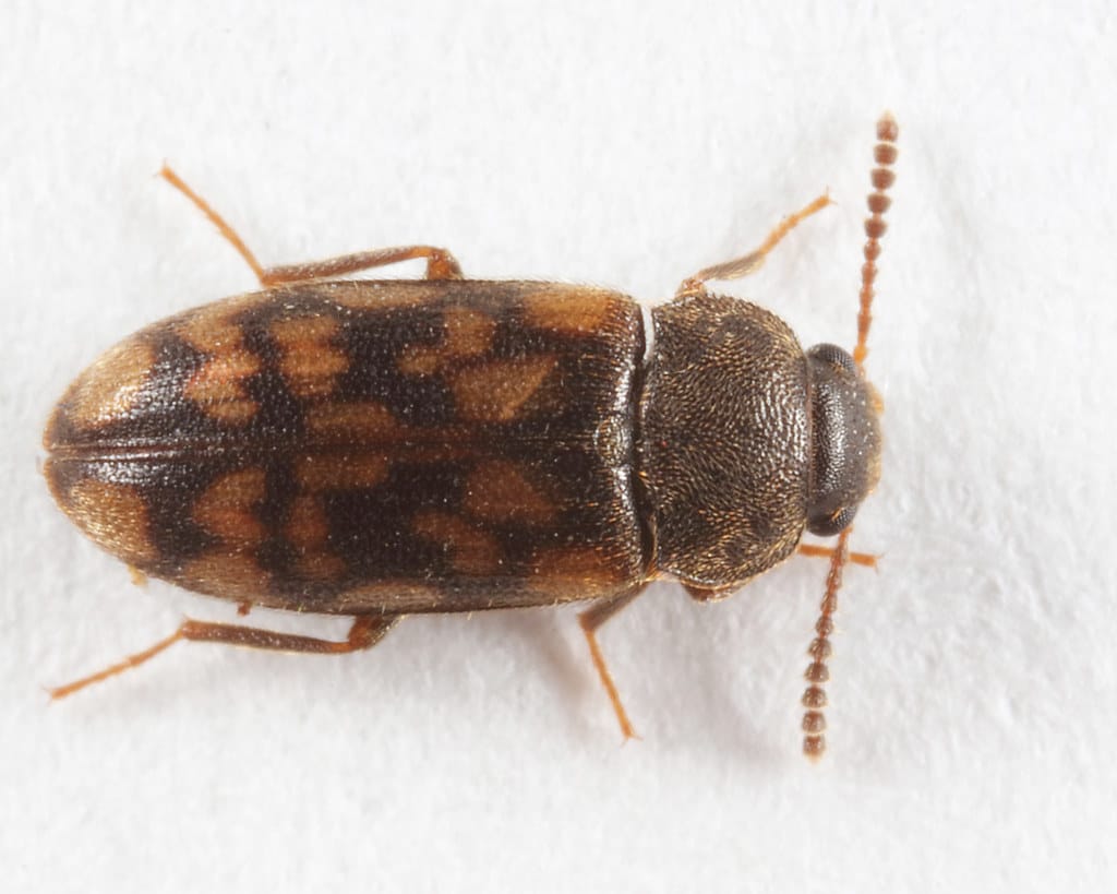 Hairy Fungus Beetle