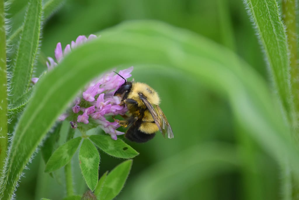 Half-black Bumble Bee