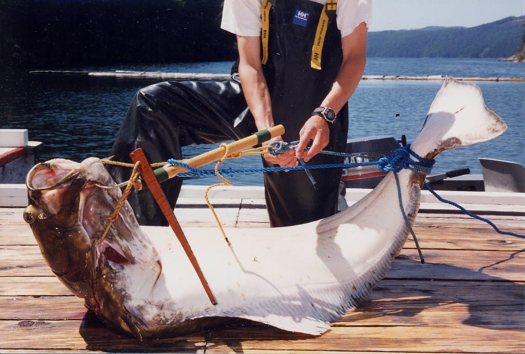 Halibut