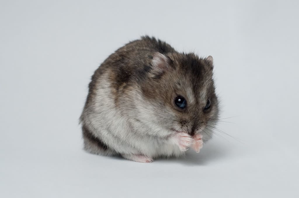 Hamsters - Animals That Eat Oranges