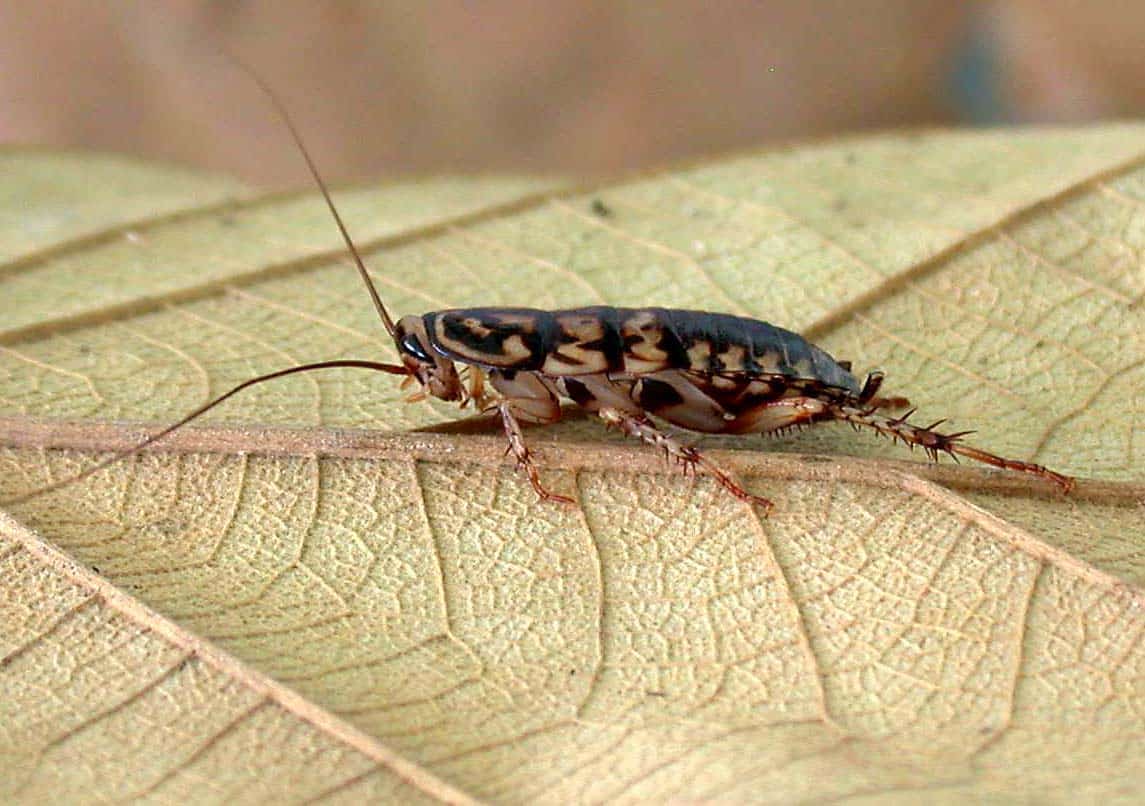 Harlequin Cockroach
