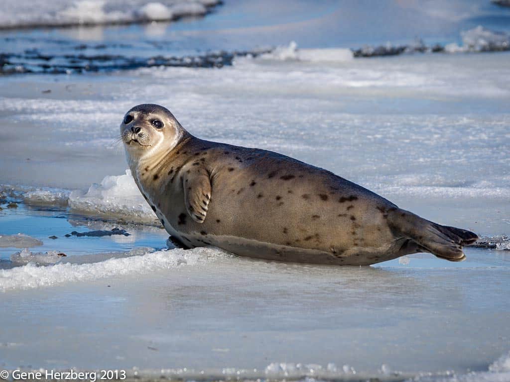 Harp Seal