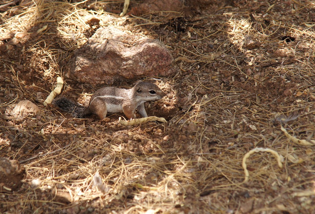 Harris's Antelope Ground Squirrel