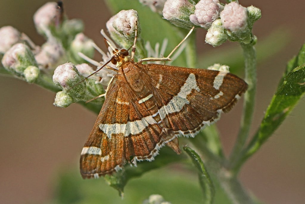 Hawaiian Beet Webworm