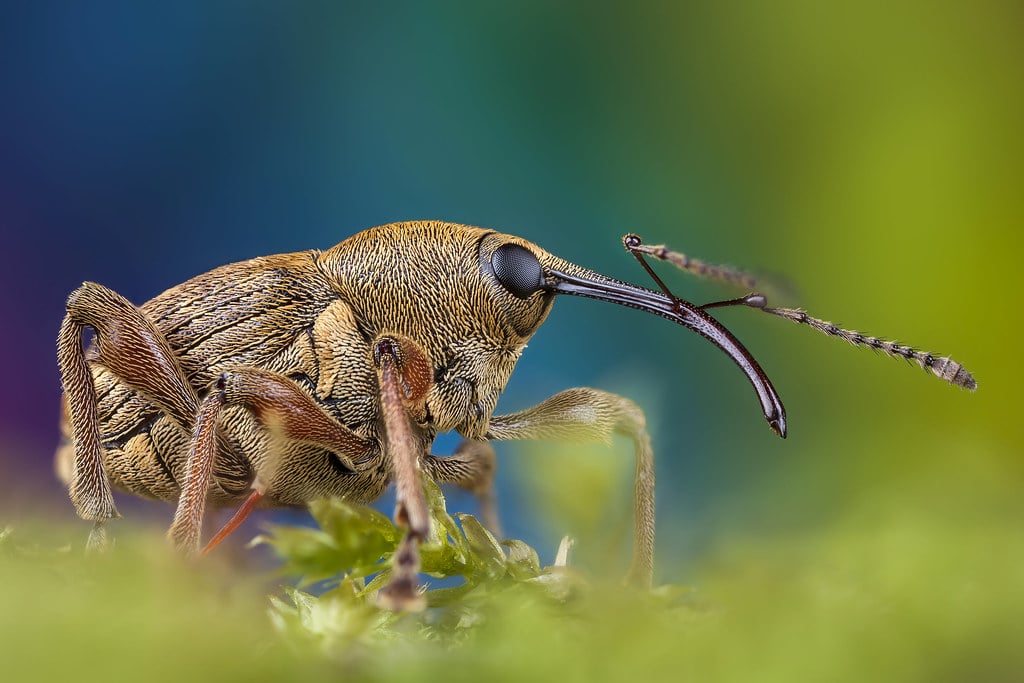 Hazelnut Weevil