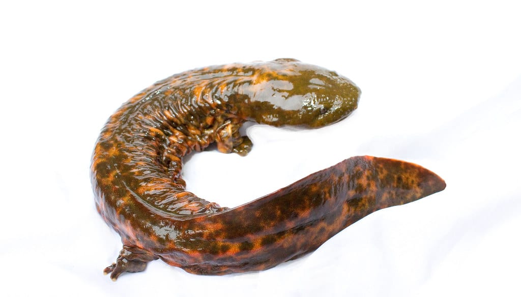 Hellbender