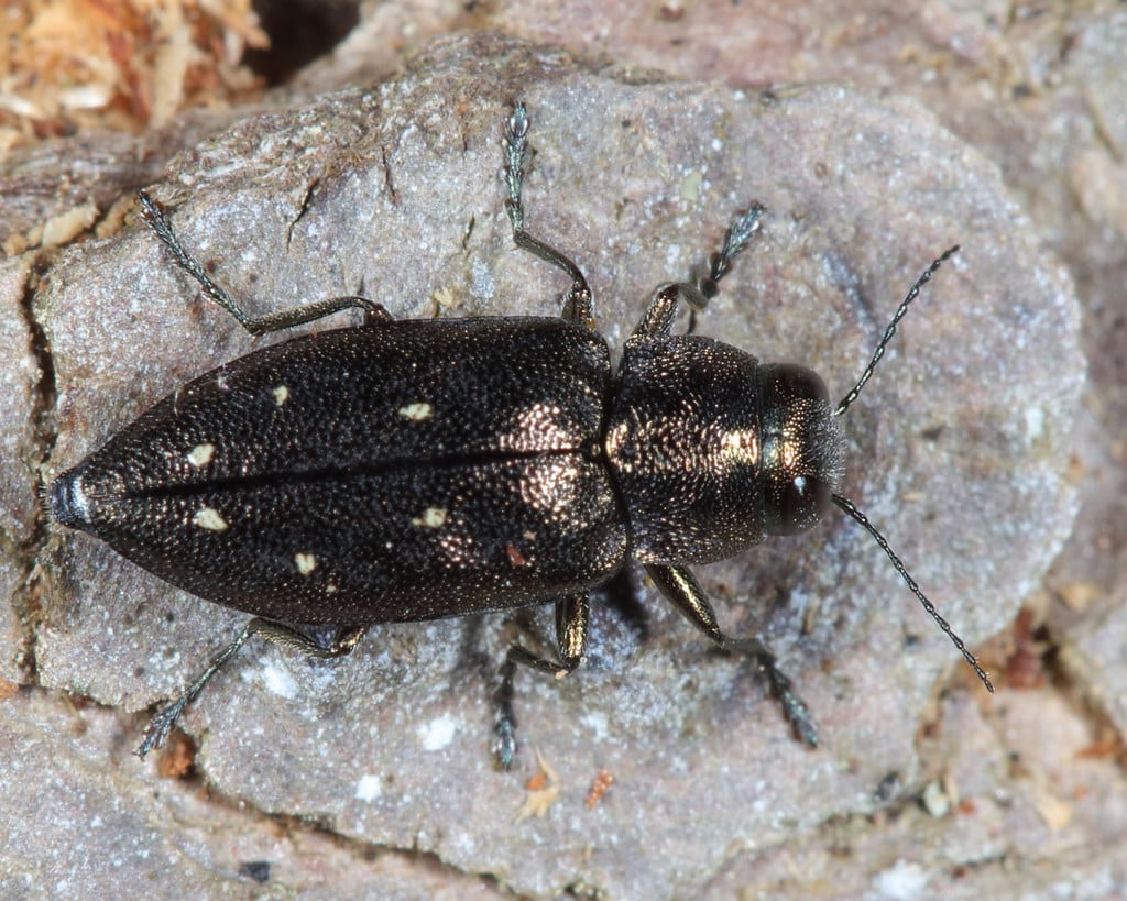 Hemlock Borer 