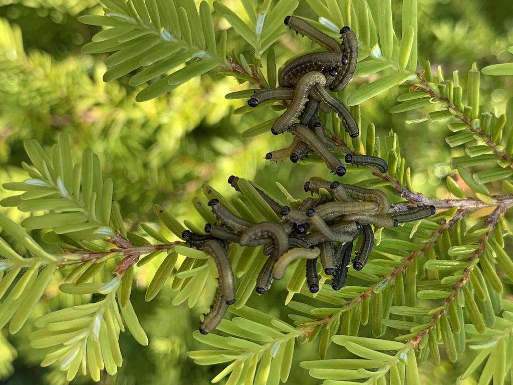 Hemlock Sawfly 
