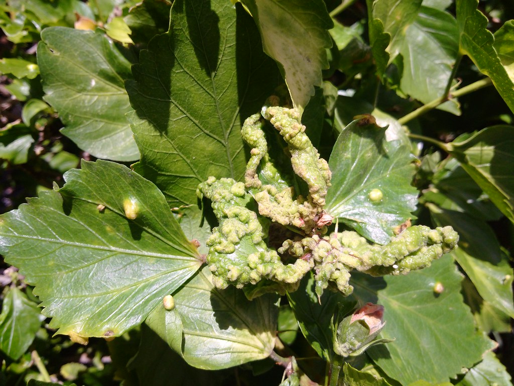 Hibiscus Erineum Mite