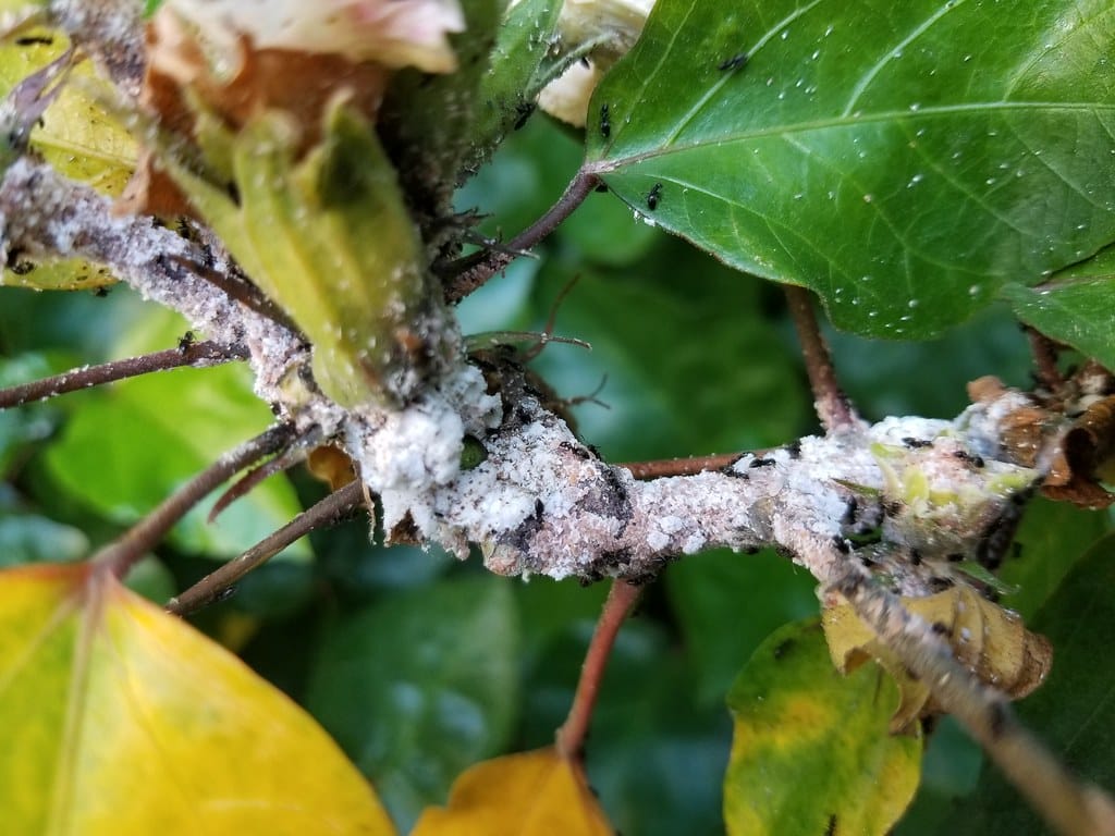 Hibiscus Mealybug