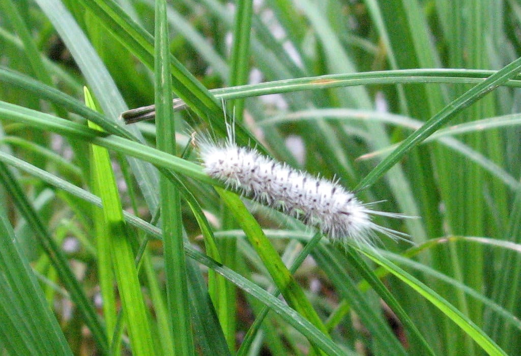 Hickory Tussock Moth