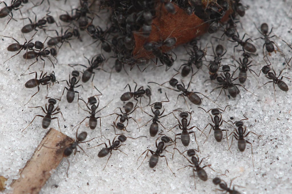High Noon Ant - Insects That Start With H 