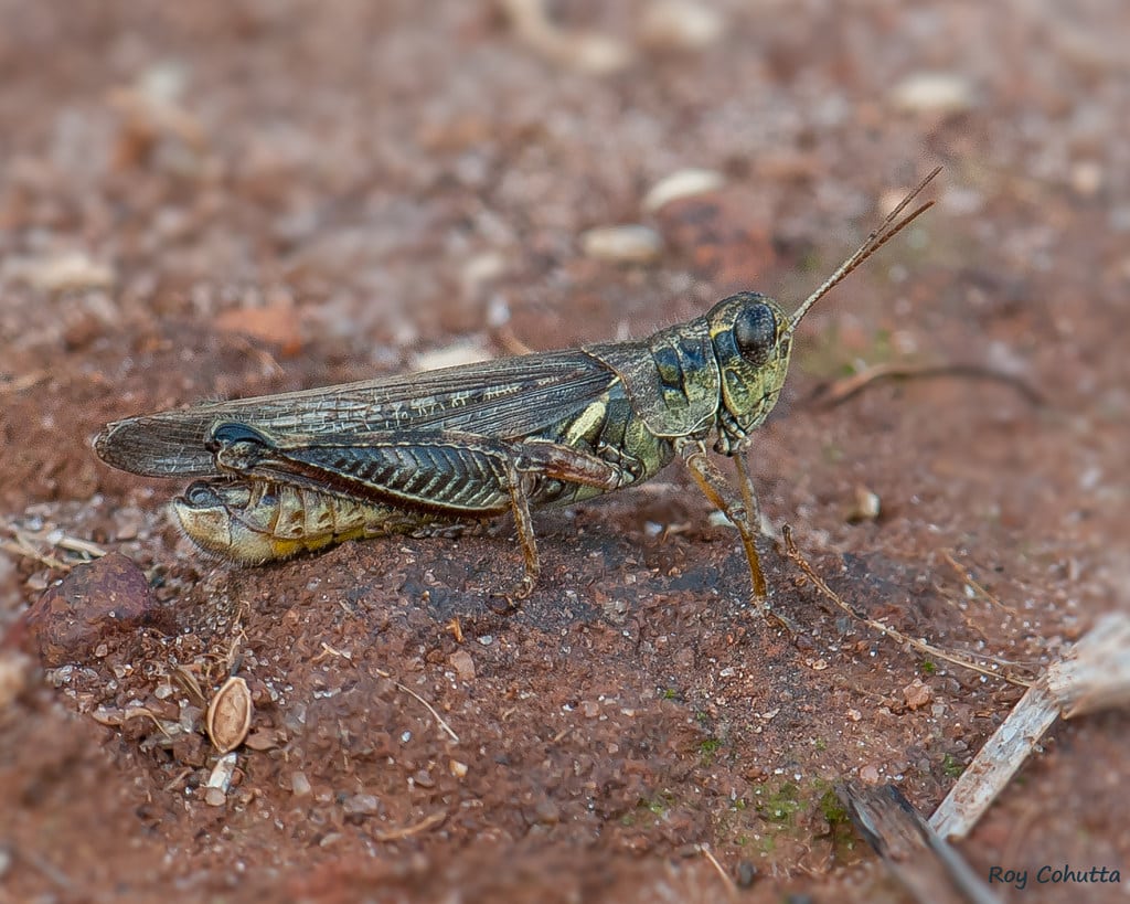 High Plains Grasshopper