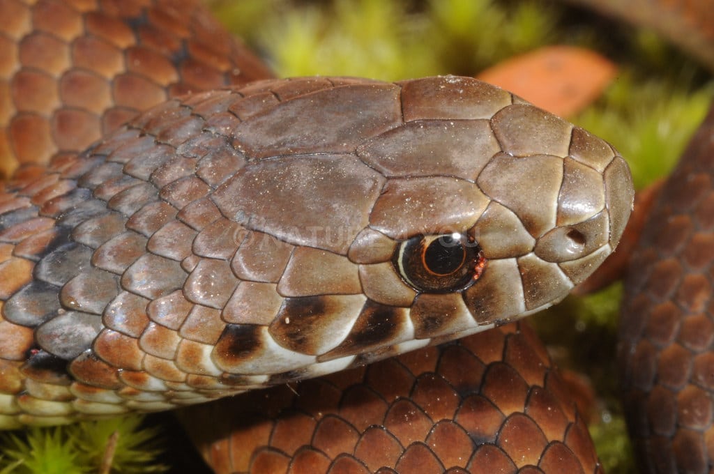 Highland Copperhead 