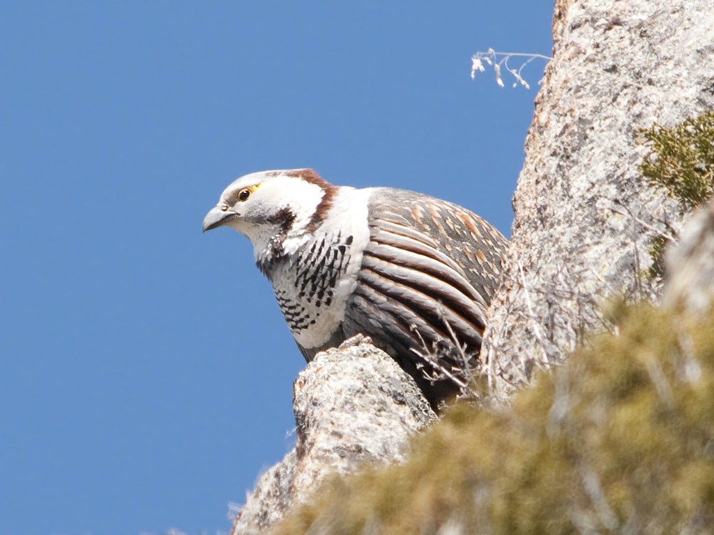 Himalayan Snowcock