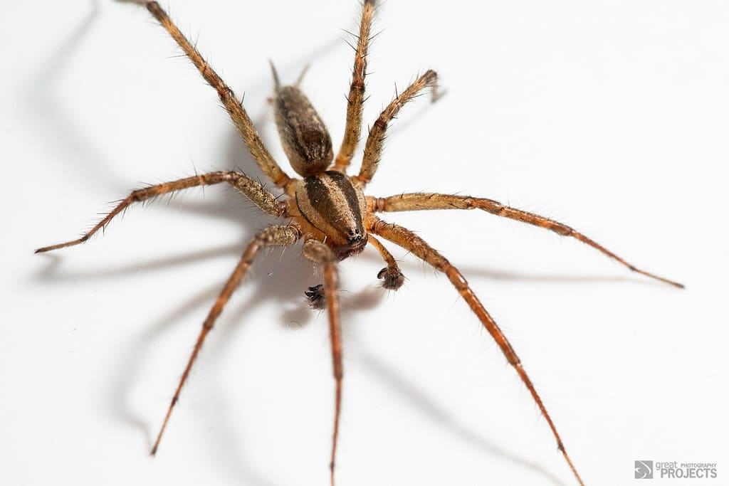 Hobo Spider