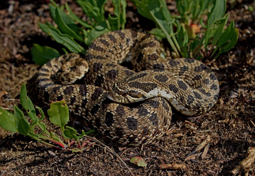 Hognose Snake - Types of Snakes in Alabama