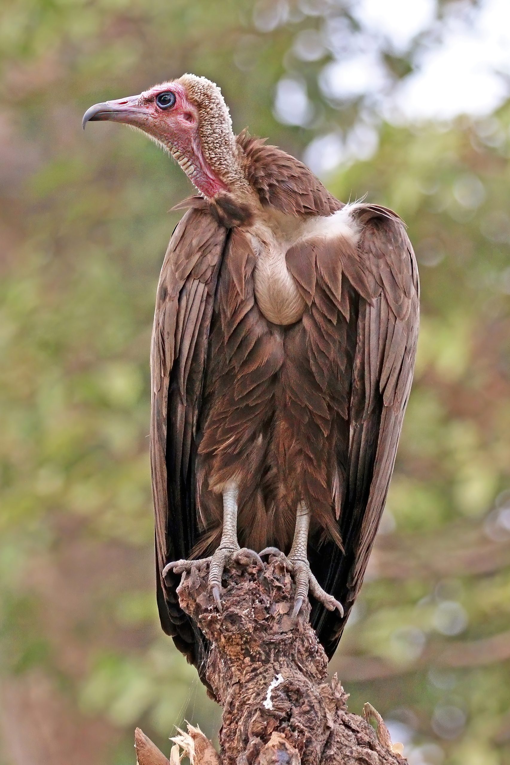 Hooded Vulture - different types of vultures in africa