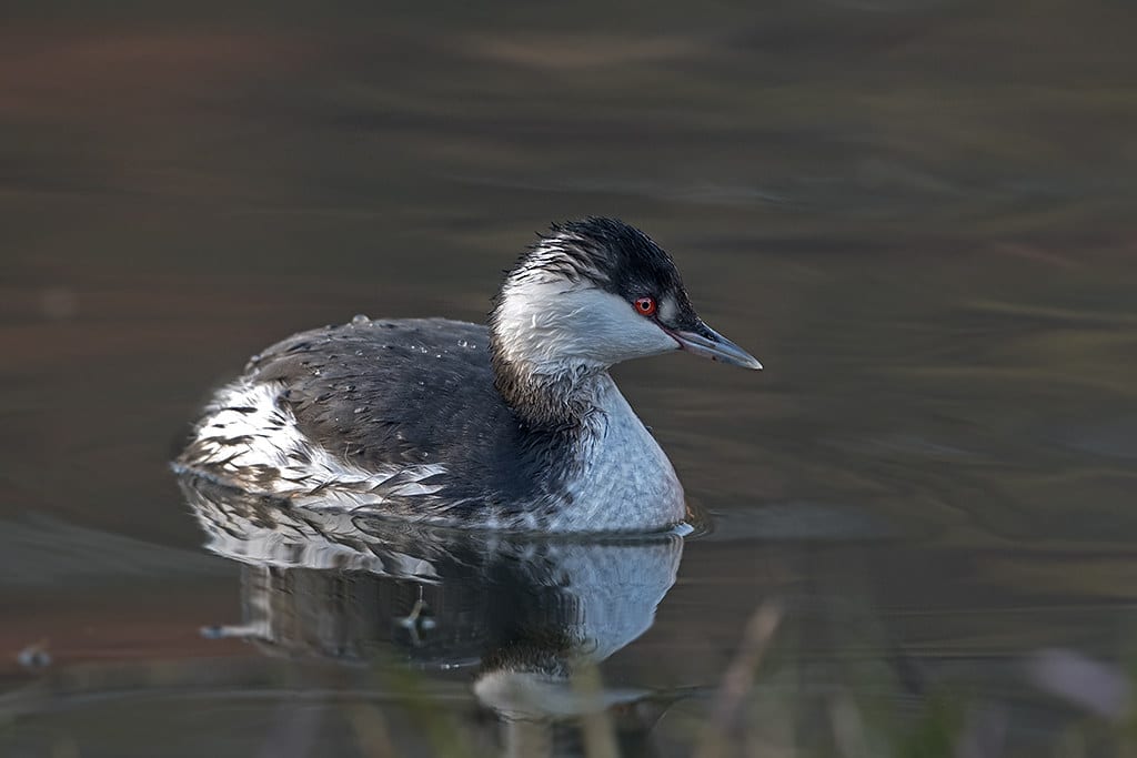 Horned Grebe