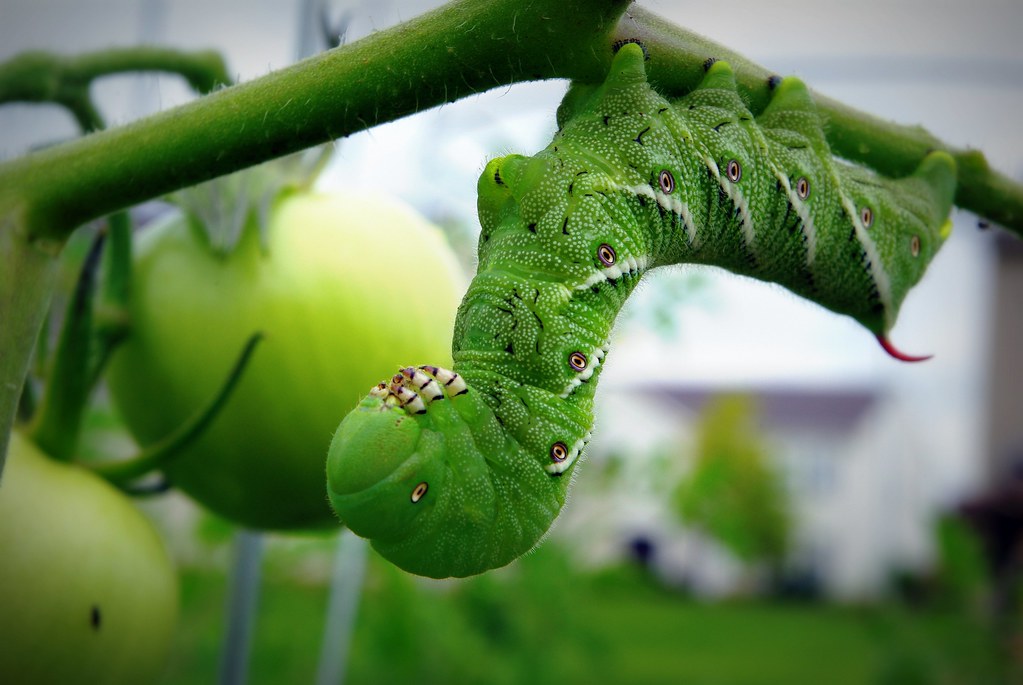 Hornworm Caterpillar
