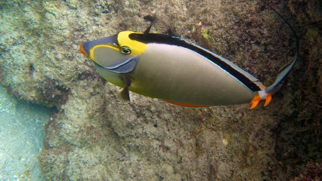 Humuhumunukunukuapua'a.