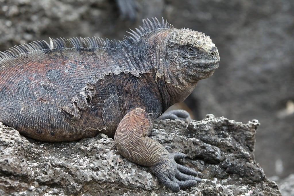 Iguanas