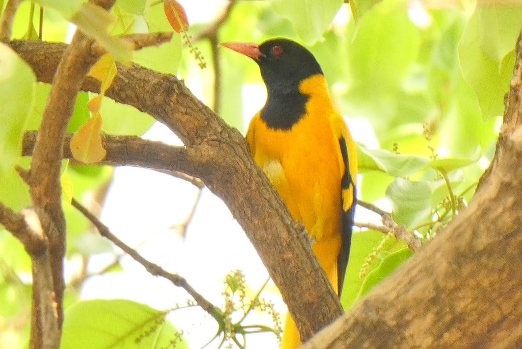 India Golden Oriole