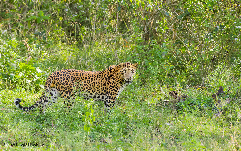 Indian Leopard
