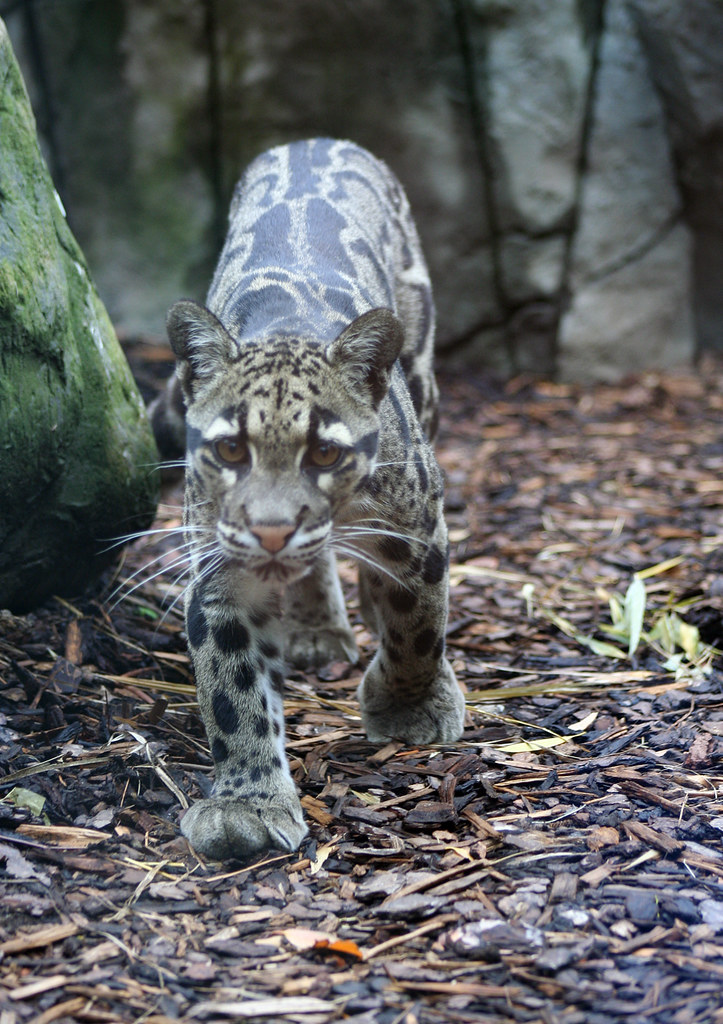 Indochinese Leopard