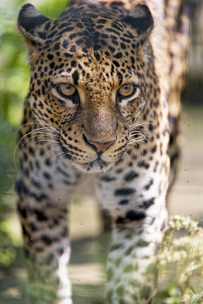 Javan Leopard