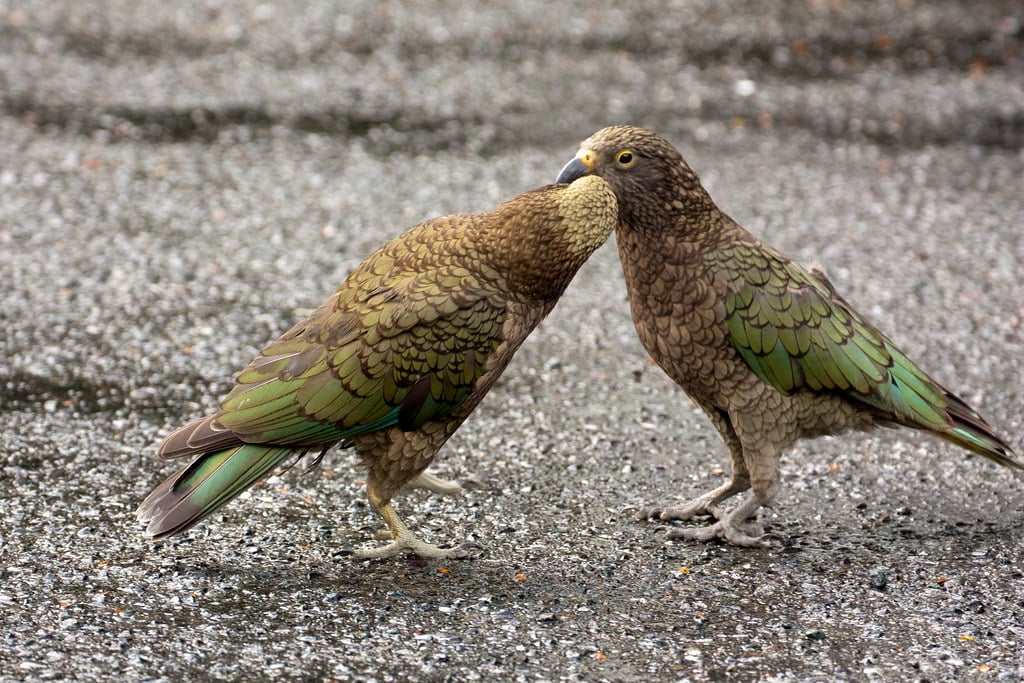 Kea