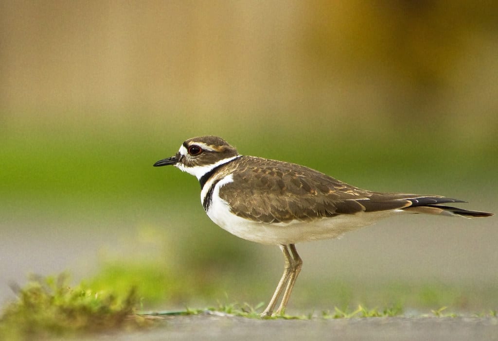 Killdeer