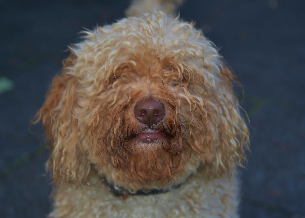 Labradoodle Australian
