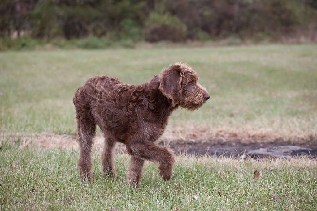 Labradoodle