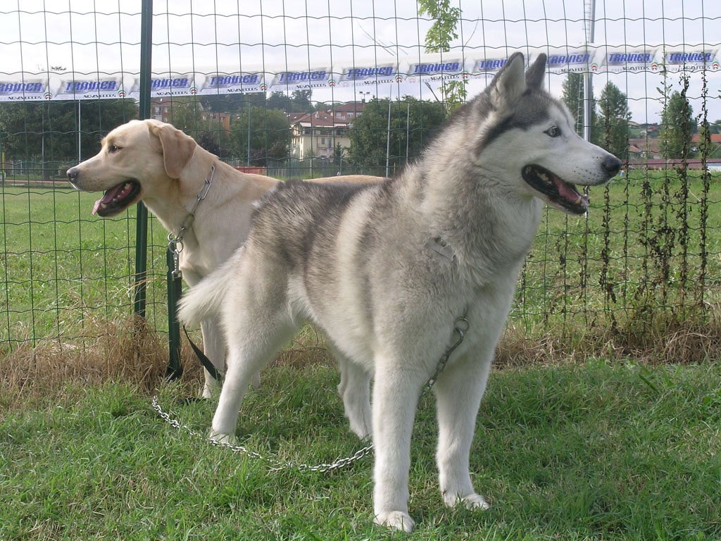 Labrador Husky 