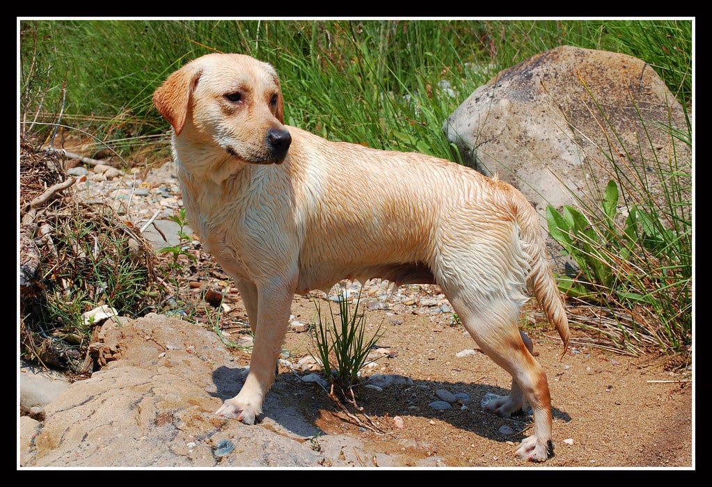 Labrador Retriever - Dog Breeds That Start With L