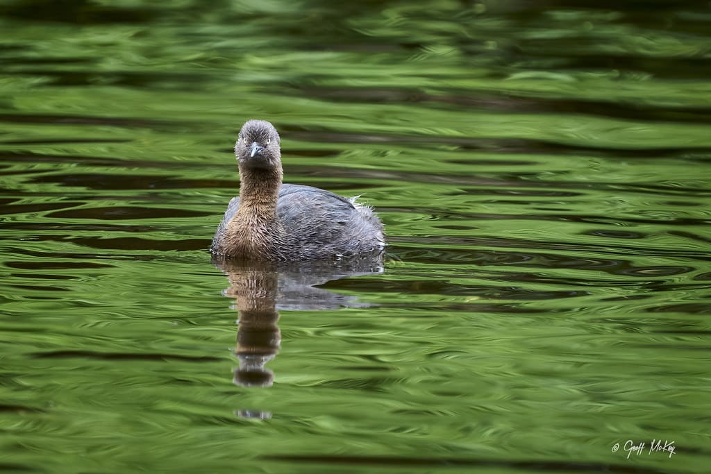 lack-Necked Grebe