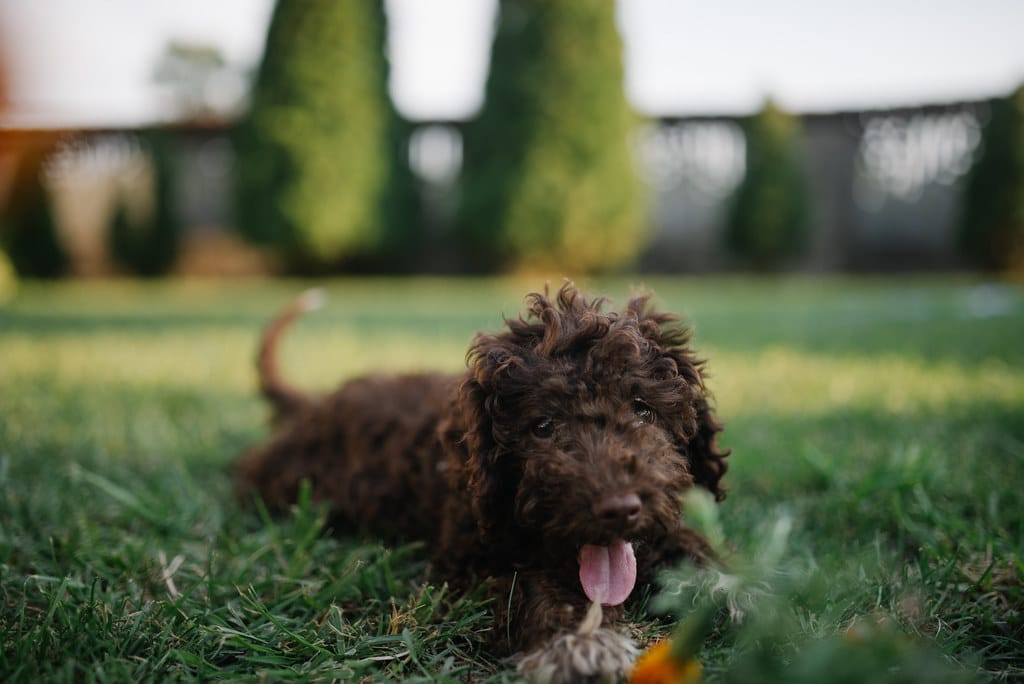 Lagotto Romagnolo
