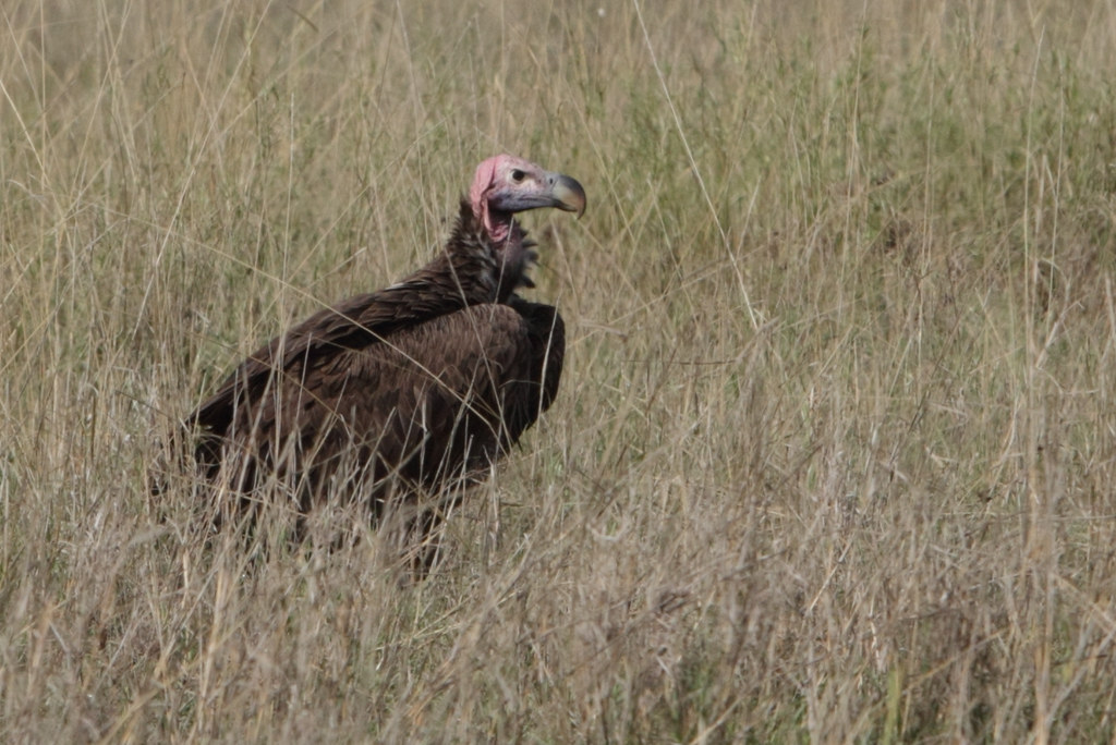 Lappet-faced Vulture