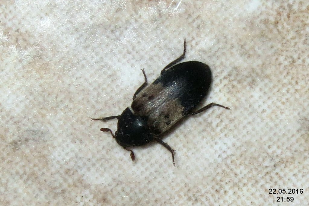 Larder Beetle