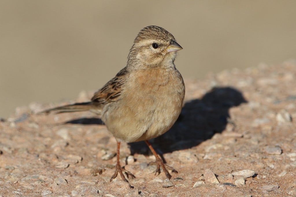 Lark Bunting