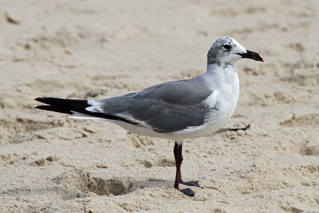Laughing Gull