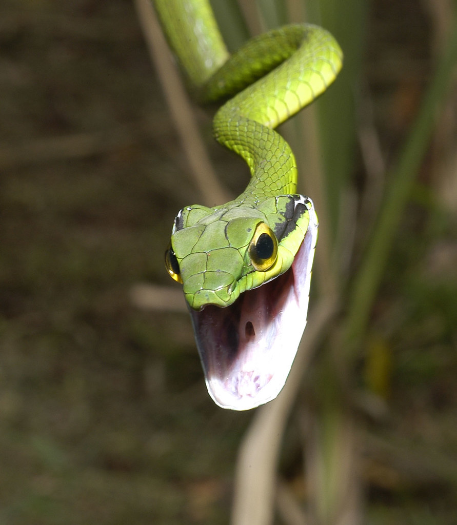 Leptophis ahaetulla