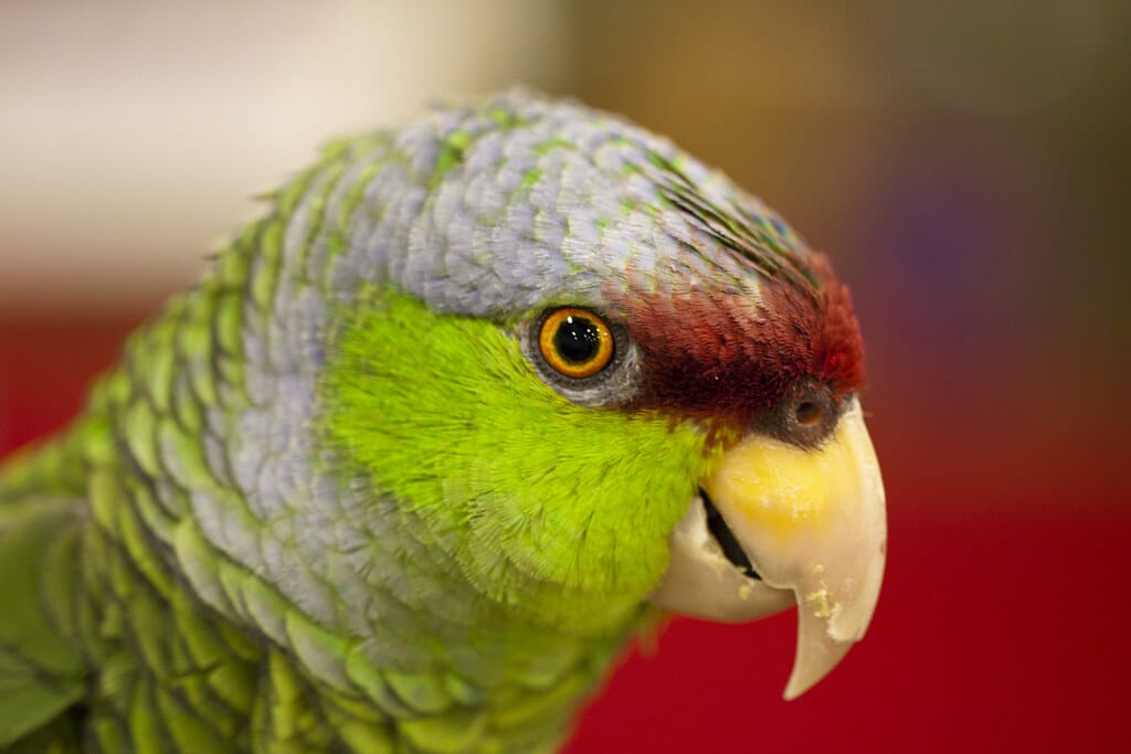 Lilac-crowned Amazon Parrot